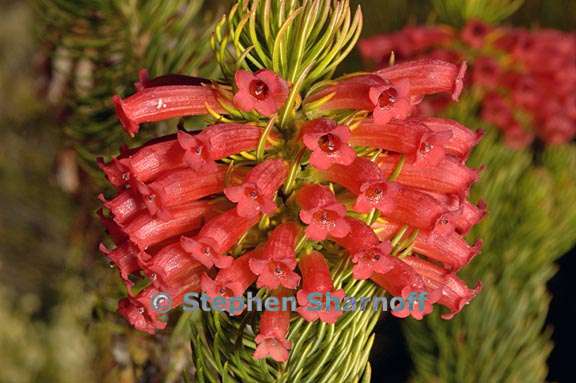 erica longifolia 1 graphic